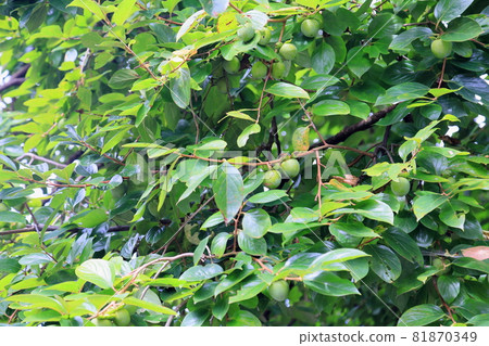 Persimmon nuts 81870349