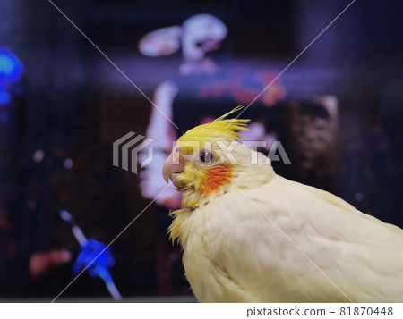玄鳳幼鳥 81870448