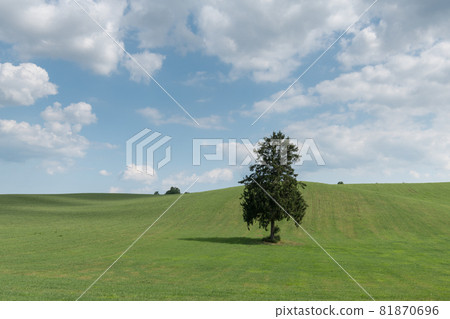 1棵樹 81870696