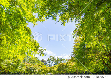 從樹中間看到的天空 從樹中間看到的天空 81870788