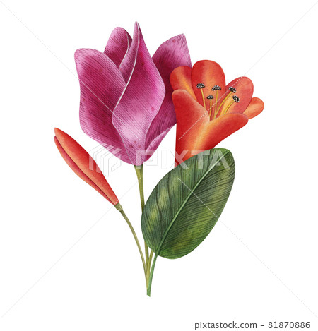 Hand-drawn watercolor flower composition.... - Stock Illustration ...