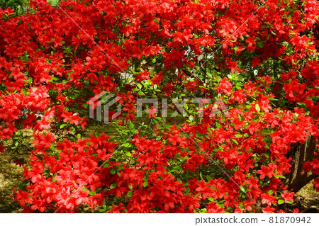 Japanese azalea red flower spring Japanese azalea red flower spring 81870942