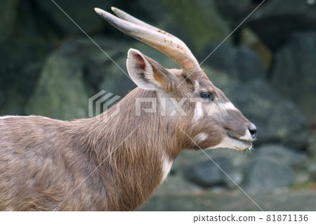 Sitatunga Sitatunga 81871136