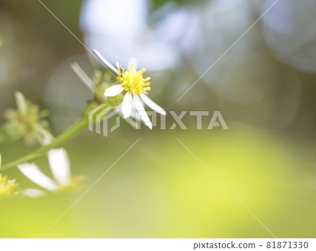 Tokyo Jindai Botanical Garden White World of Wildflowers [Flowers / Plants] 81871330