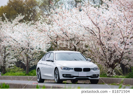 Car cherry blossom photography car driver driving Car cherry blossom photography car driver driving 81871504