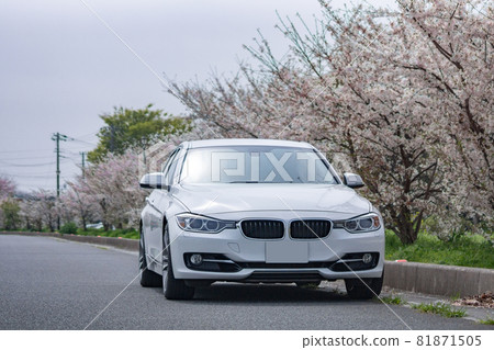 Car cherry blossom photography car driver driving 81871505