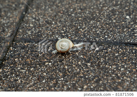 Rainy season snail snail rain tradition Rainy season snail snail rain tradition 81871506