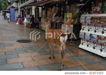 Nara deer deer everyday city park Nara deer deer everyday city park 81871507