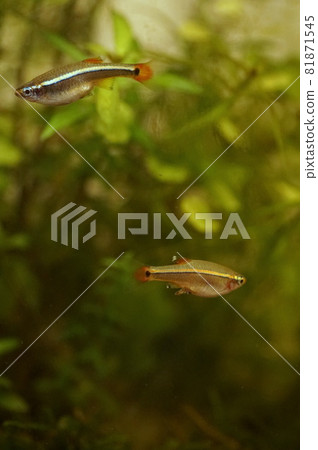 White cloud mountain minnow freshwater fish 81871545