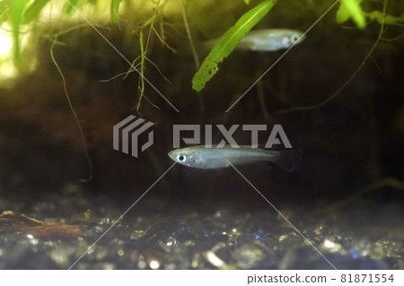 Aomedaka fry Aomedaka fry 81871554