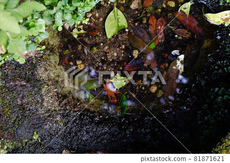 Small Puddle Section Small Puddle