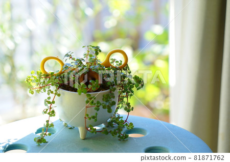 Pumila, a foliage plant that looks like a pig's face placed on the windowsill 81871762