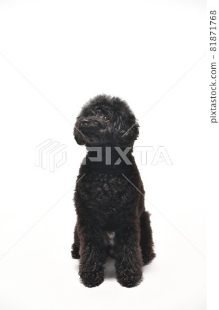 玩具貴賓犬的簡單肖像 玩具貴賓犬的簡單肖像 81871768