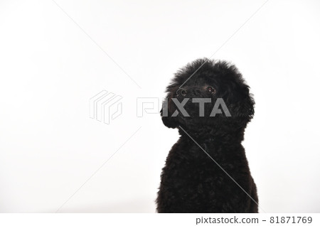 玩具貴賓犬的簡單肖像 玩具貴賓犬的簡單肖像 81871769