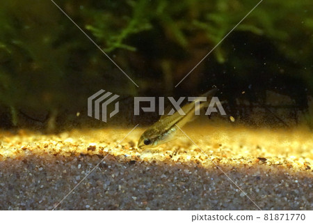 Corygmy侏儒淡水魚 Corygmy侏儒淡水魚 81871770