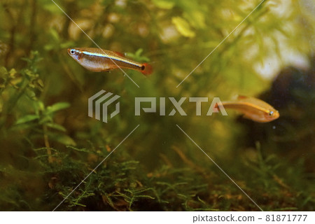 白雲山鰷淡水魚 81871777