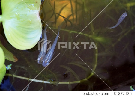 Medaka water lily bowl Medaka water lily bowl 81872126