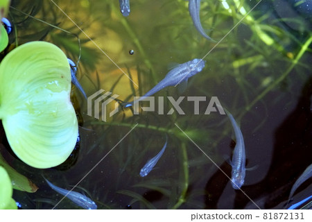 Water lily bowl Medaka Water lily bowl Medaka 81872131
