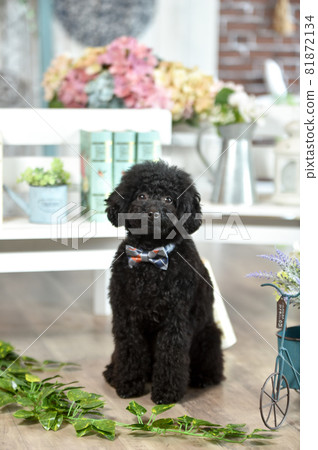 在天然雜貨店推薦的玩具貴賓犬 在天然雜貨店推薦的玩具貴賓犬 81872134
