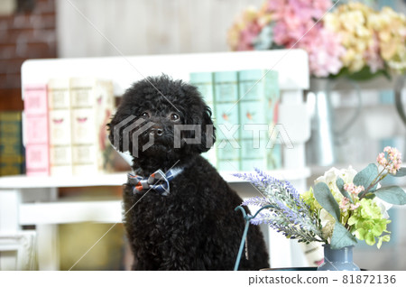 Toy poodle recommended at a natural general store Toy poodle recommended at a natural general store 81872136