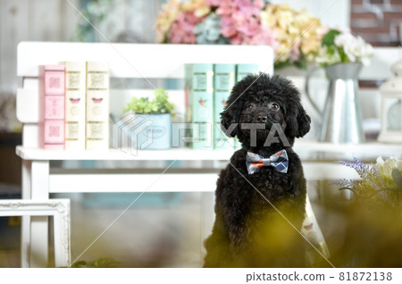 在天然雜貨店推薦的玩具貴賓犬 81872138