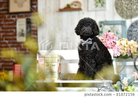 在天然雜貨店推薦的玩具貴賓犬 81872156