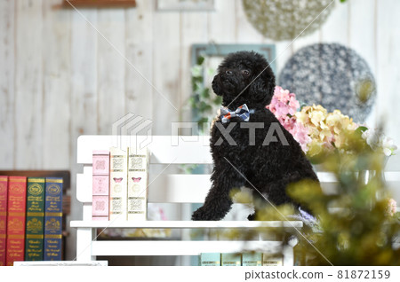 在天然雜貨店推薦的玩具貴賓犬 在天然雜貨店推薦的玩具貴賓犬 81872159