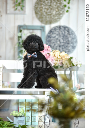 Toy poodle recommended at a natural general store Toy poodle recommended at a natural general store 81872160
