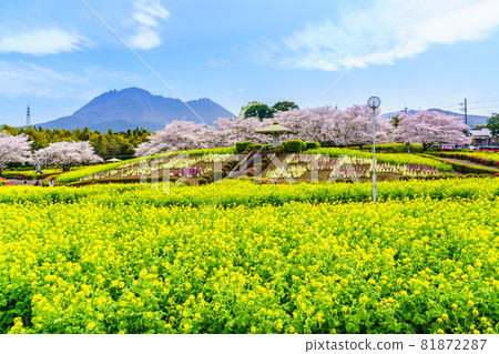 Ariakenomori Flower Park Rape blossoms and cherry blossoms [Shimabara City, Nagasaki Prefecture] 81872287