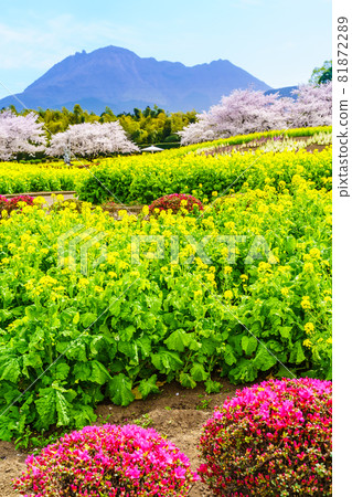Ariakenomori Flower Park 油菜花和櫻花[長崎縣島原市] 81872289