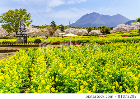 Ariakenomori Flower Park Rape blossoms and cherry blossoms [Shimabara City, Nagasaki Prefecture] 81872292