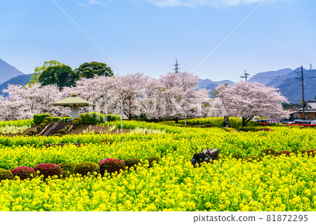 Ariakenomori Flower Park 油菜花和櫻花[長崎縣島原市] 81872295