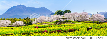 Ariakenomori Flower Park Rape blossoms and cherry blossoms panorama [Shimabara City, Nagasaki Prefecture] 81872296