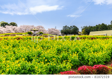 Ariakenomori Flower Park 油菜花和櫻花[長崎縣島原市] 81872319