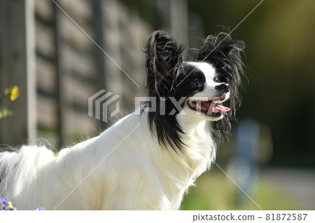 Papillon recommended in nature 81872587