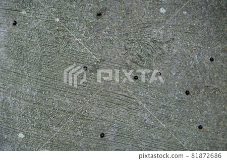 蜂擁在樹幹上的兩星瓢蟲 蜂擁在樹幹上的兩星瓢蟲 81872686