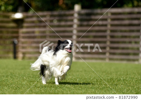Papillon playing with a dog run 81872990