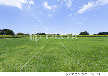 Landscape of lawn and sunflower Landscape of lawn and sunflower 81873193