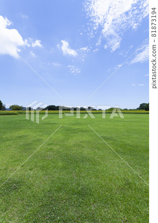 Landscape of lawn and sunflower Landscape of lawn and sunflower 81873194