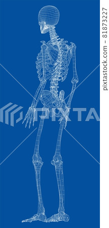 Human skeleton. Vector Human skeleton. Vector 81873227