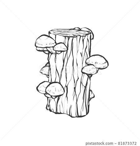 Japanese-style hand-drawn line art illustration of log-grown shiitake mushrooms 81873372
