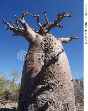 [Madagascar] One fat baobab tree in Andabadaka 81873667