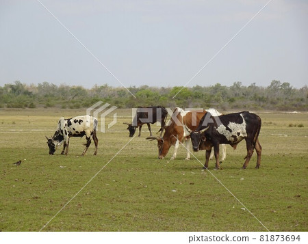 【馬達加斯加】美麗的草原和放牧的奶牛 【馬達加斯加】美麗的草原和放牧的奶牛 81873694