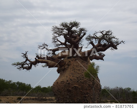 [Madagascar] Pregnant woman's baobab tree (Morombe) 81873701