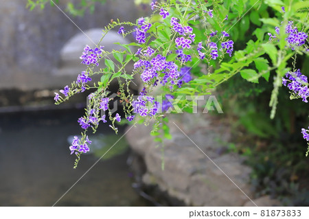 Duranta flowers by the water Duranta flowers by the water 81873833