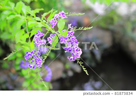 Duranta flowers by the water 81873834