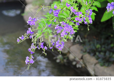 Duranta flowers by the water Duranta flowers by the water 81873835