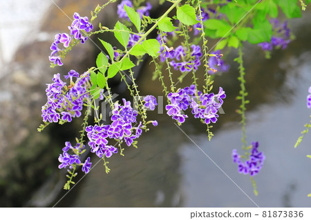 Duranta flowers by the water 81873836