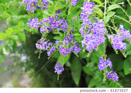 水邊的杜蘭塔花 水邊的杜蘭塔花 81873837