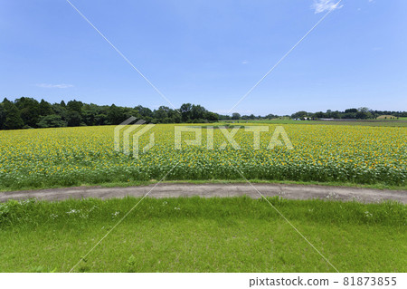 風景與向日葵 81873855